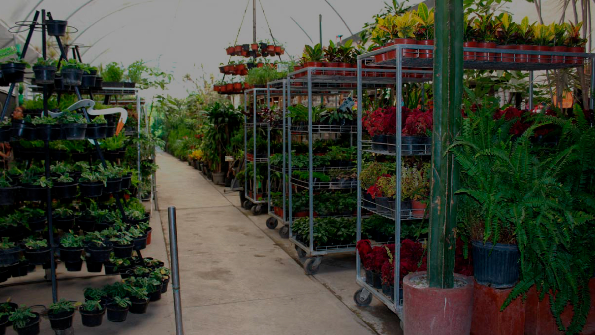 Plantas para jardín